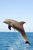 MAM 03 JM0044 01
Bottle-Nosed Dolphin Leaping Out Of Water Caribbean Sea Honduras