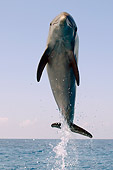 MAM 03 JM0047 01
Bottle-Nosed Dolphin Leaping Out Of Water Caribbean Sea Honduras