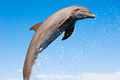 MAM 03 JM0051 01
Bottle-Nosed Dolphin Leaping Out Of Water Caribbean Sea Honduras