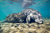 MAM 03 JM0075 01
Two West Indian Manatee Grazing In Shallows Florida