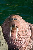 MAM 03 JM0082 01
Head Shot Of Pacific Walrus Sitting By Water On Rock