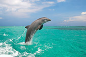MAM 03 KH0015 01
Bottlenose Dolphin Leaping Out Of Ocean