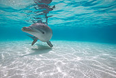 MAM 03 KH0020 01
Bottlenose Dolphin Swimming In Caribbean Ocean