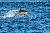 MAM 03 KH0038 01
Common Dolphin Leaping Out Of Ocean