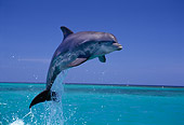MAM 03 TL0002 01
Bottle-nosed Dolphin Leaping In Air Honduras