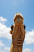 MAM 04 WF0001 01
Head Shot Of One-Humped Camel