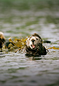 MAM 09 TL0002 01
Sea Otter Playing In Kelp Bed Mouth Open