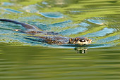 MAM 09 TL0038 01
River Otter Swimming Towards Camera