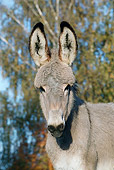 MAM 14 KH0034 01
Head Shot Of Normandy Donkey Foal