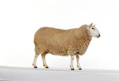 MAM 16 RK0003 06
Sheep On Seamless