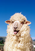 MAM 16 RK0006 08
Head Shot Of Sheep Blue Sky