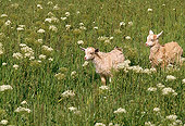 MAM 17 RK0016 01
Two Domestic Goat Kids Romping In White Flower Field