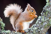 MAM 24 WF0003 01
Red Squirrel Sitting On Tree Branch