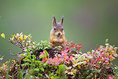 MAM 24 WF0005 01
Red Squirrel Sitting On Leafy Mound In Forest