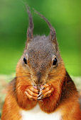 MAM 24 WF0008 01
Portrait Of Red Squirrel Sitting