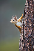 MAM 24 WF0009 01
Red Squirrel Peeking Around Pine Tree