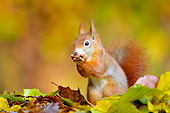 MAM 24 WF0010 01
Red Squirrel Feeding Among Beech Leaves In Autumn