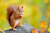MAM 24 WF0011 01
Red Squirrel Standing On Tree Stump Eating