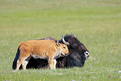 MAM 26 WF0002 01
Bison Calf Nuzzling Mother In Meadow