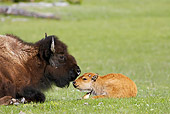 MAM 26 WF0003 01
Bison Mother And Calf Resting In Meadow