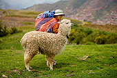 MAM 41 JE0001 01
Peruvian Woman With Alpaca Standing In Field
