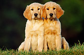 PUP 08 GR0007 94
Two Golden Retriever Puppies Sitting On Grass Together Facing Camera