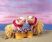 PIG 01 RK0007 13
Two Pigs In Hula Skirts Playing Drums On Beach