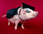 PIG 01 RK0078 02
Vietamese Pot Belly Pig 