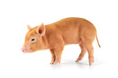 PIG 02 JD0022 01
Tamworth Piglet Standing On White Seamless