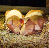 PIG 02 RS0004 02
Two Red And White Piglets Laying Down Sleeping On Hay In Barn