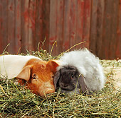 PIG 03 RS0002 02
Red And White Piglet Laying In Hay With Lop Rabbit In Barn Studio