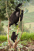 PRM 01 MC0012 01
Mountain Gorilla Mother And Baby Eating Eucalyptus In Farm Fields