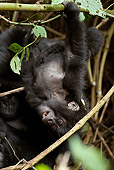PRM 01 MC0013 01
Mountain Gorilla Baby Hanging Upside-Down From Vines