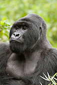 PRM 01 MC0014 01
Portrait Of Silverback Mountain Gorilla