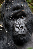PRM 01 MC0015 01
Portrait Of Silverback Mountain Gorilla