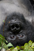PRM 01 MC0016 01
Head Shot Of Silverback Mountain Gorilla Laying On Back In Vegetation
