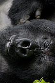 PRM 01 MC0017 01
Head Shot Of Silverback Mountain Gorilla Sleeping