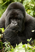 PRM 01 MC0018 01
Head Shot Of Silverback Mountain Gorilla Thinking