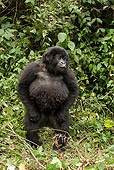PRM 01 MC0020 01
Mountain Gorilla Standing In Vegetation Rwanda