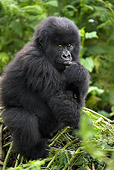 PRM 01 WF0001 01
Young Mountain Gorilla Sitting In Dense Vegetation