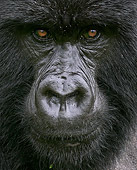 PRM 01 WF0003 01
Portrait Of Blackback Male Mountain Gorilla