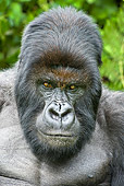 PRM 01 WF0004 01
Portrait Of Silverback Male Mountain Gorilla