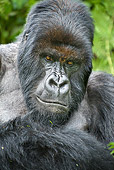 PRM 01 WF0005 01
Portrait Of Silverback Male Mountain Gorilla