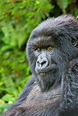 PRM 01 WF0006 01
Portrait Of Mountain Gorilla Female