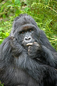 PRM 01 WF0007 01
Portrait Of Mountain Gorilla Female
