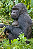 PRM 01 WF0008 01
Portrait Of Silverback Mountain Gorilla Sitting In Jungle