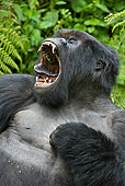 PRM 01 WF0009 01
Portrait Of Silverback Mountain Gorilla Yawning In Jungle
