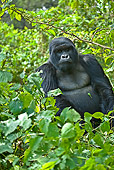 PRM 01 WF0010 01
Silverback Mountain Gorilla Sitting In Jungle