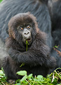 PRM 01 WF0011 01
Baby Mountain Gorilla Sitting In Front Of Mother While Chewing Twig