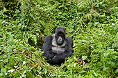 PRM 01 WF0017 01
Silverback Mountain Gorilla Sitting In Vegetation